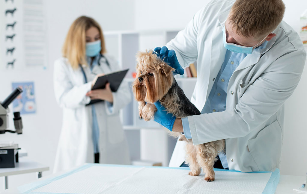 Aşırı Havlama Sorunu Çözümü