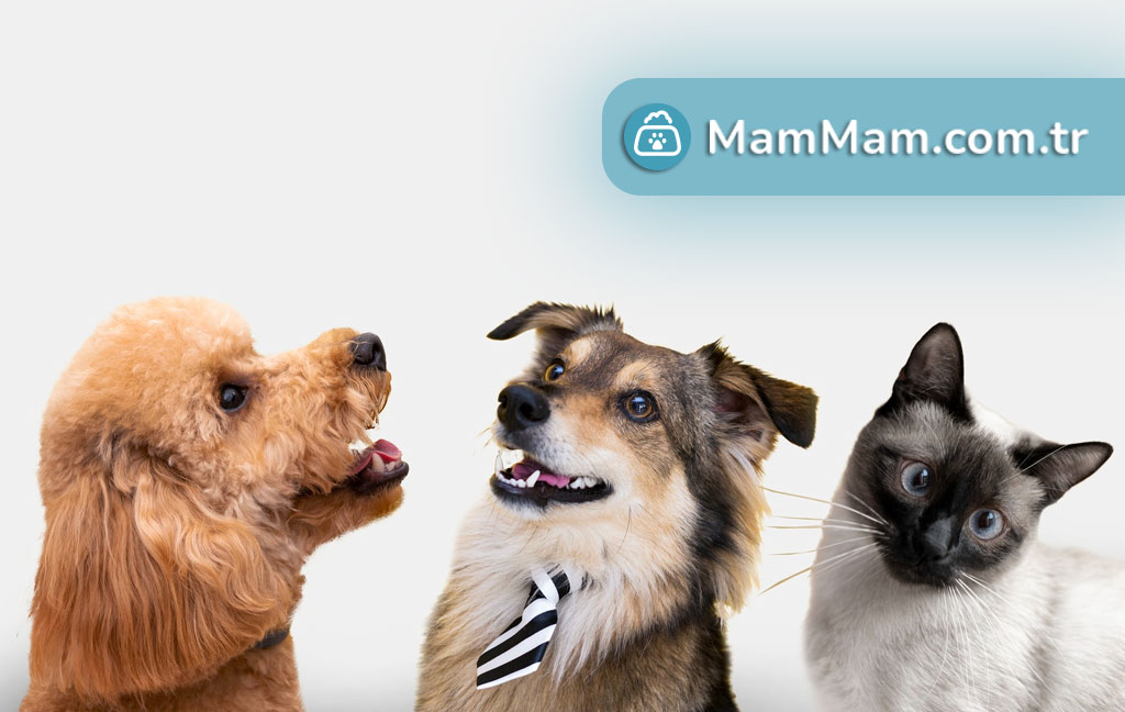 Evcil Hayvan Seçimi Yaparken Dikkat Edilmesi Gerekenler